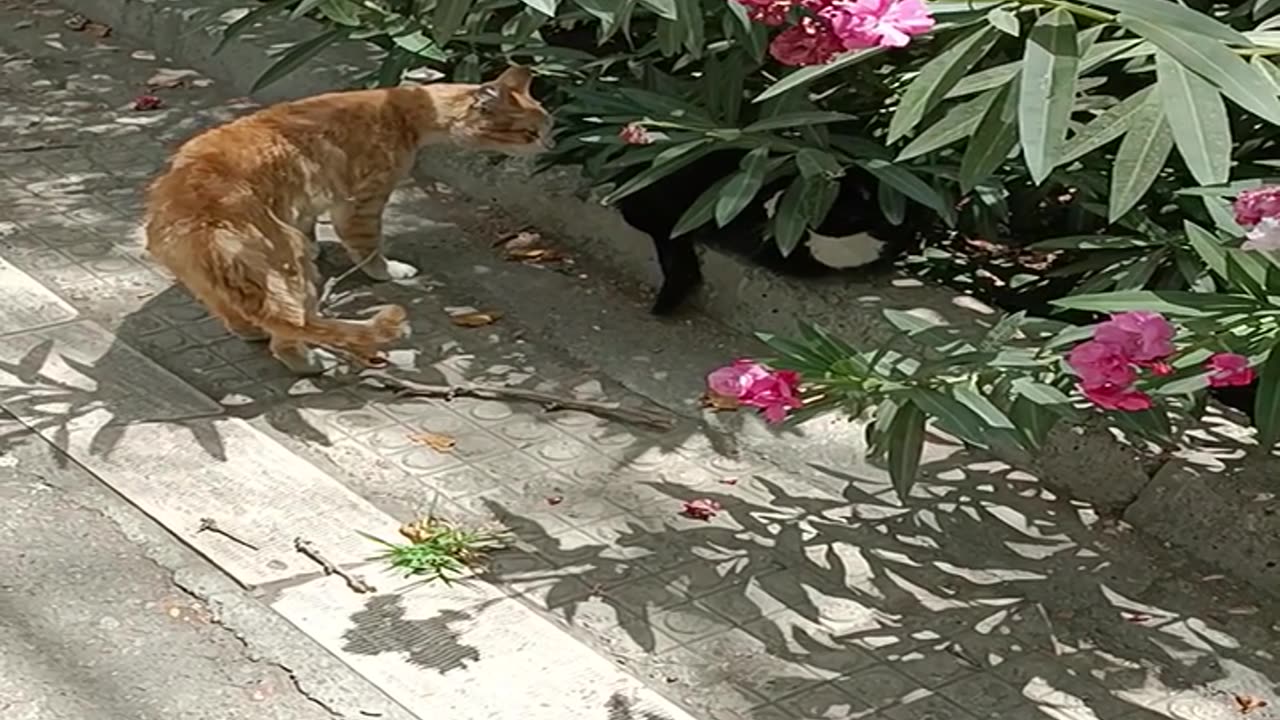 cats are talking