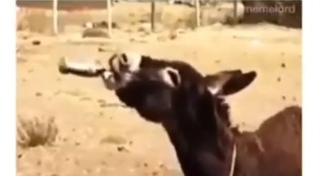 Dankey after drinking video