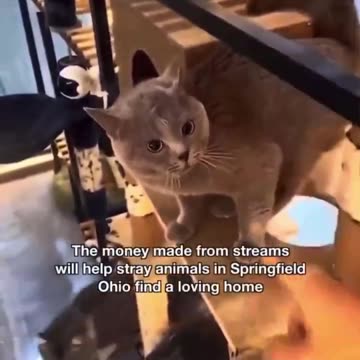 They're Eating The Pets