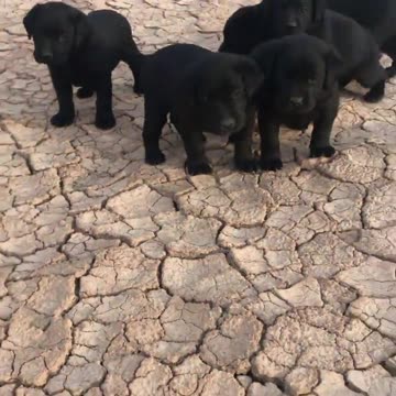 Labrador Retriever Puppies