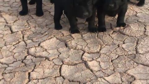 Labrador Retriever Puppies