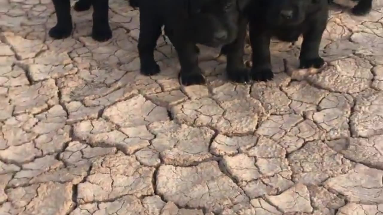 Labrador Retriever Puppies