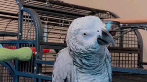 Funny song of parrot