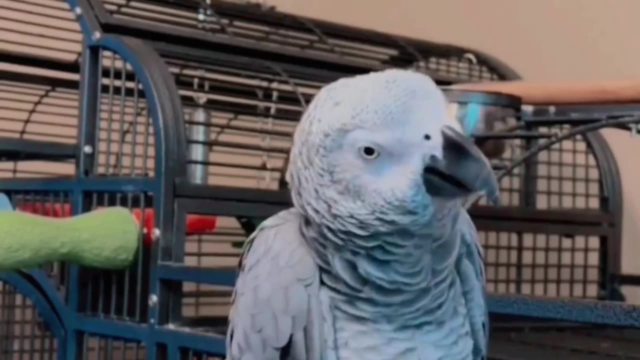 Funny song of parrot