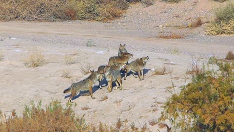 COYOTE PACK