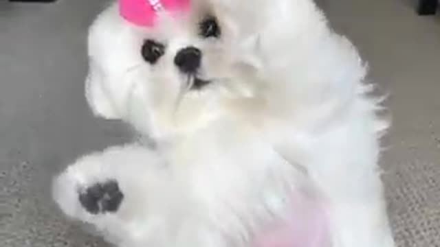 ❤❤Cutest Baby dog Video😍😍