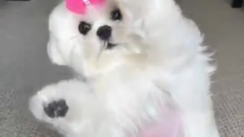 ❤❤Cutest Baby dog Video😍😍