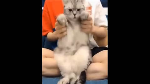 Share Your Hilarious Pet Moments with Us!