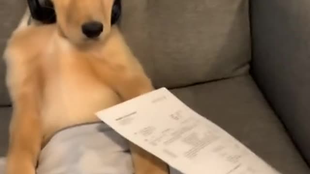 Dog Funny video. Animals dog funny. Video