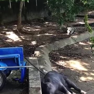 crocodile farming : Feasting on oversized pig