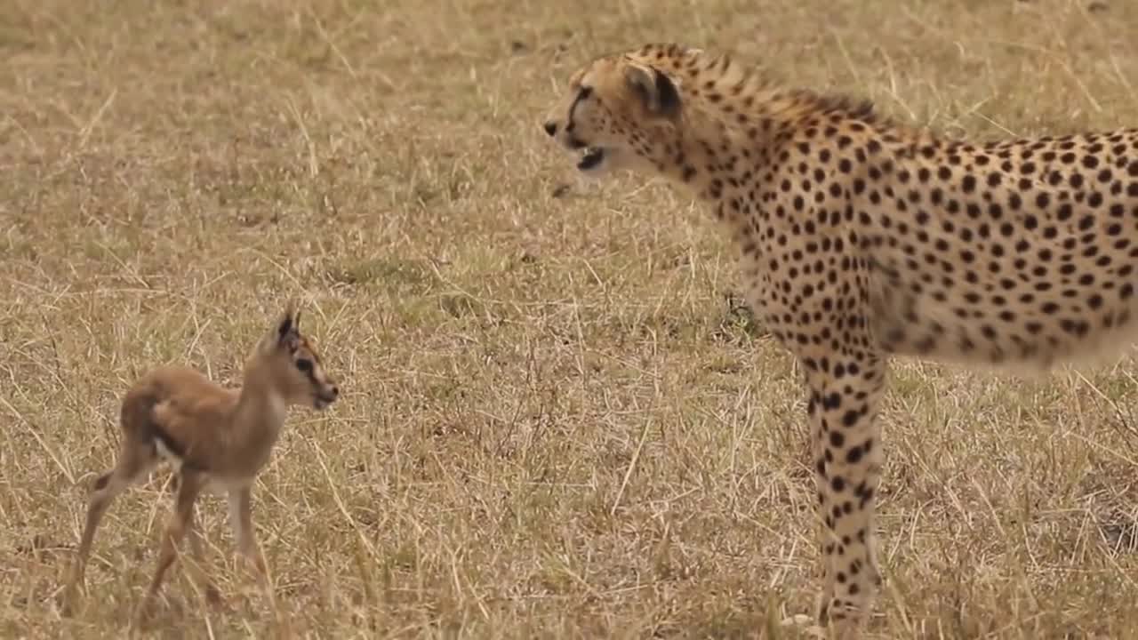 [!!Shaky Video!!] Cheetah playing with baby gazelle before eating it-14