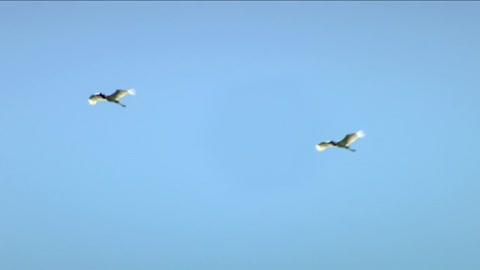 Two Ballerinas in the Sky