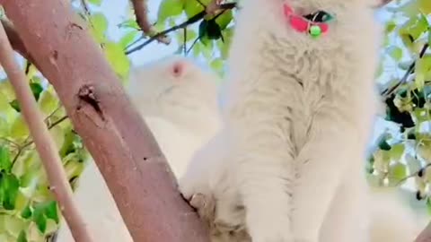Cute and funny cat video.