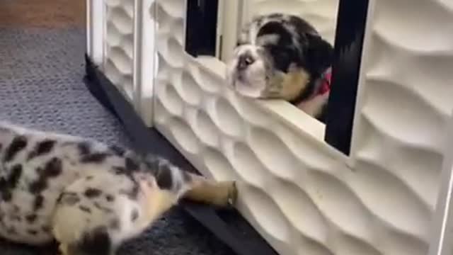 English Bulldog puppies climb out of their pen to go play!