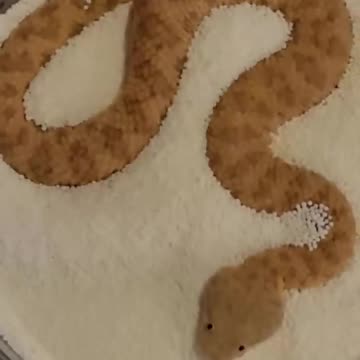 Baby Sand Viper Vs Adult in sprinkles! #sandviper #snakes #reptiles #justababy #babyanimals