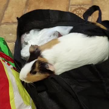 Guinea pig couldn't resist a bag full of fruits and veggies