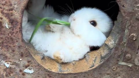 What a cute rabbit