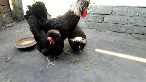 black polish hens