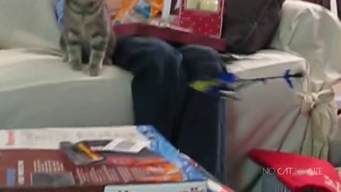 Scaredy Cats Compilation