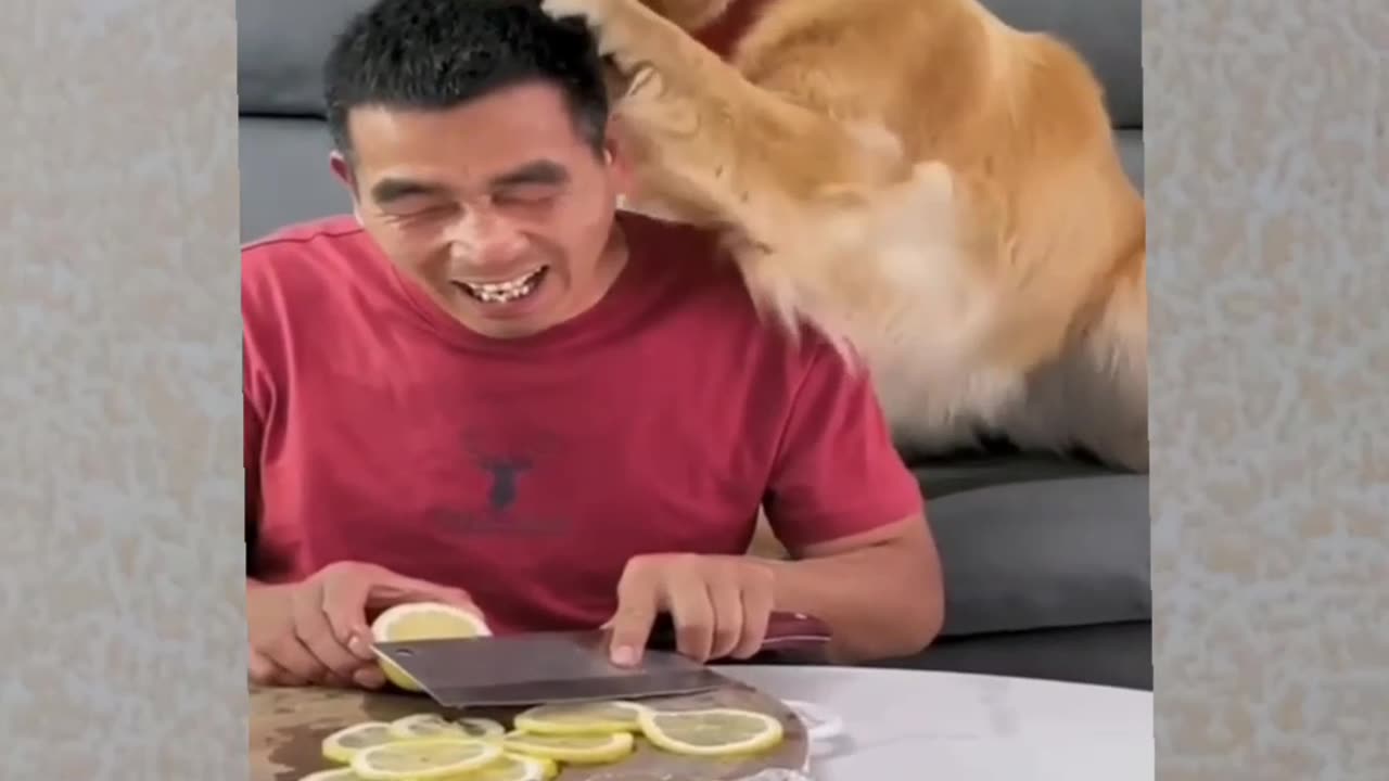 Funny Dog Vedio Smile View