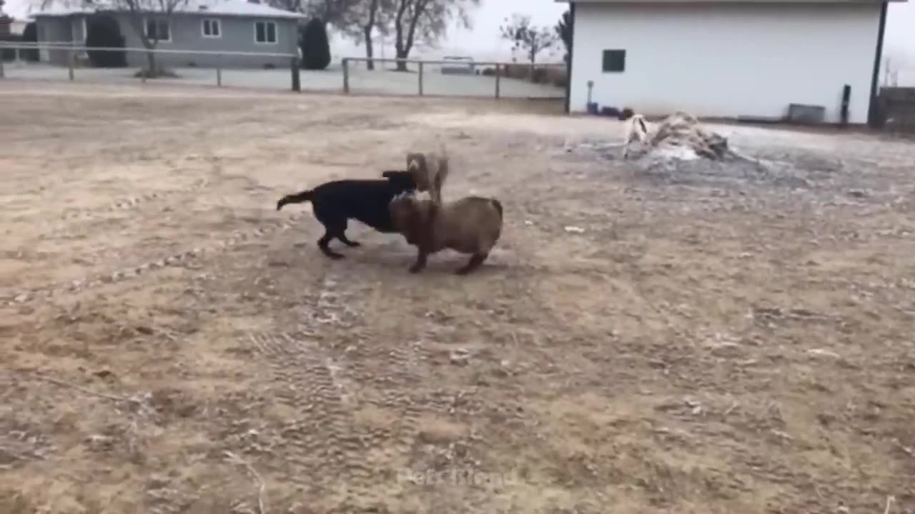 funny animal videos 2023