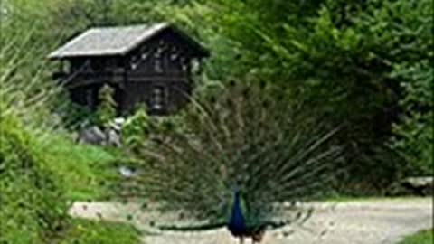 Geley Dostu Yavas - Mehmet Öndül