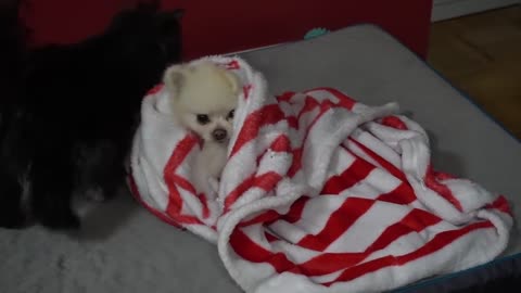 Funniest little dog plays with blanket