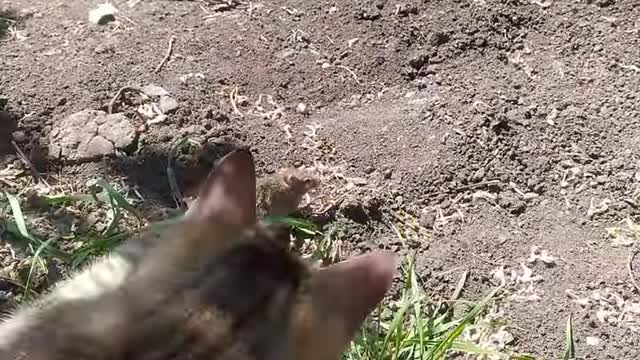 Max the cat vs little mouse