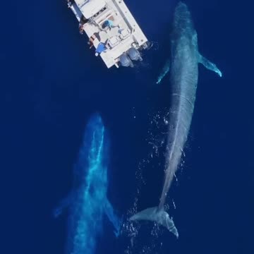 Mom & baby blue whales came over to the boat!