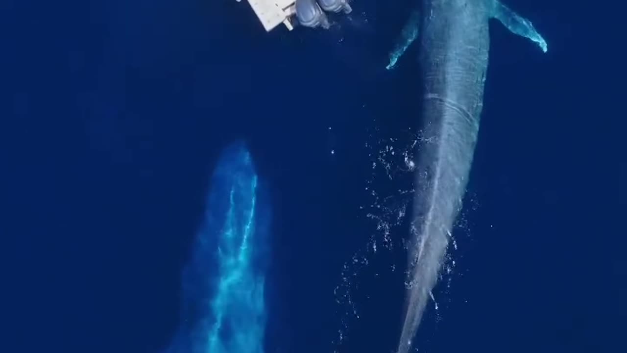 Mom & baby blue whales came over to the boat!