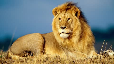 صوت الأسد - زنير الأسد - lion Roar