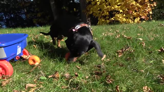 WIENER DOG MINERS! - Cute Dachshunds Digging for Squeaky Balls!