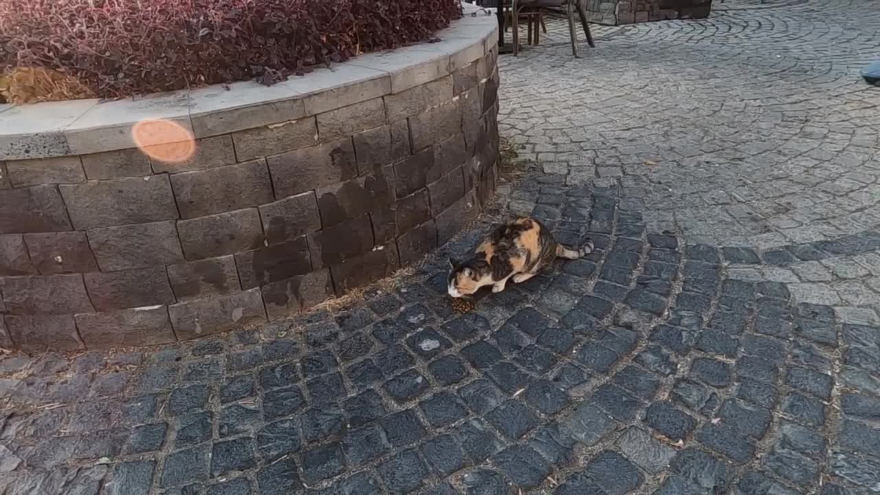 Jealous cat who doesn't want kittens to come near me hisses at them