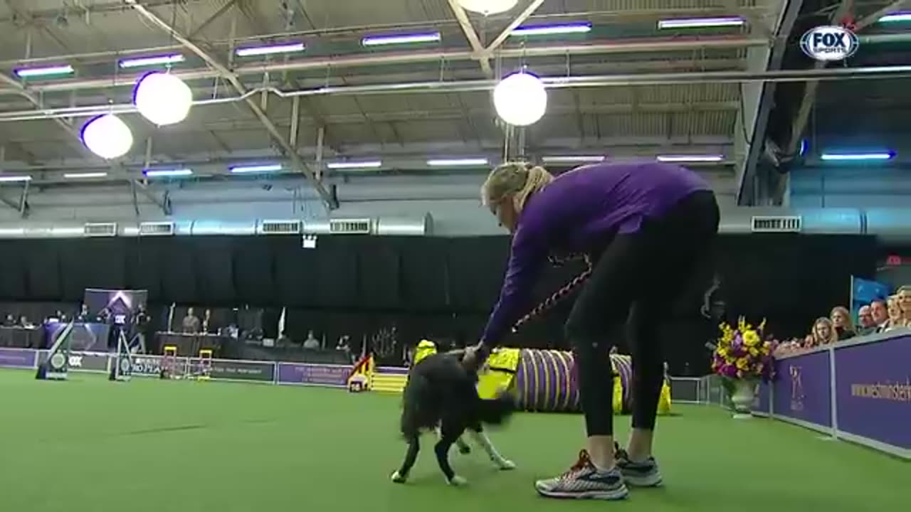 P!nk the border collie wins back-to-back titles at the 2019 WKC Masters Agility | FOX SPORTS