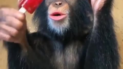 Funny animal videos 😂 l part - 3 l funny animals l comedy videos