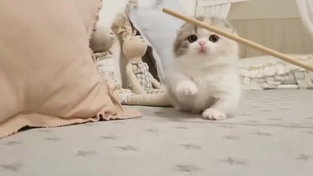 So cute baby cat 😺😺