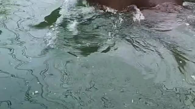 hippo