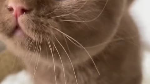 cute brown kitten