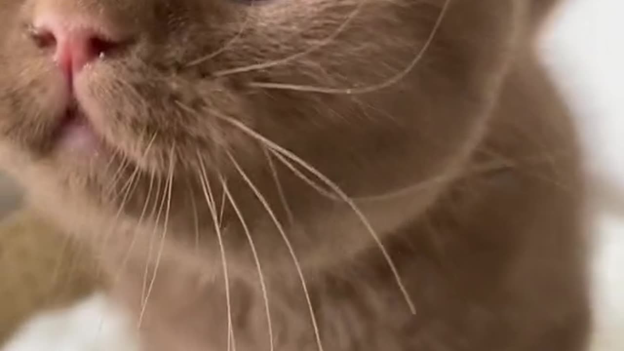 cute brown kitten