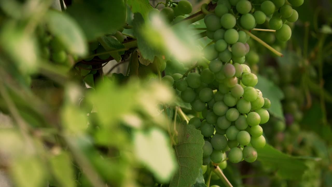 Farmer plant seeds and gets fruits