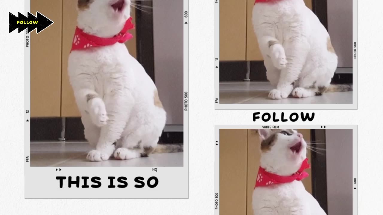 Purrfect Moves: Watch My Cat Dance!,"