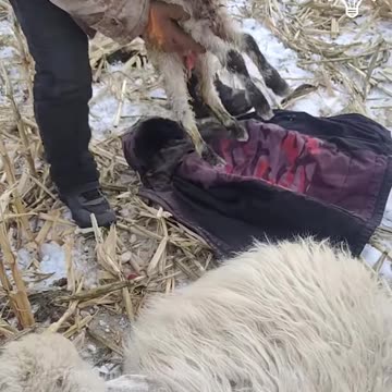 Two good men saved a sheep and her lamb 🐑😍