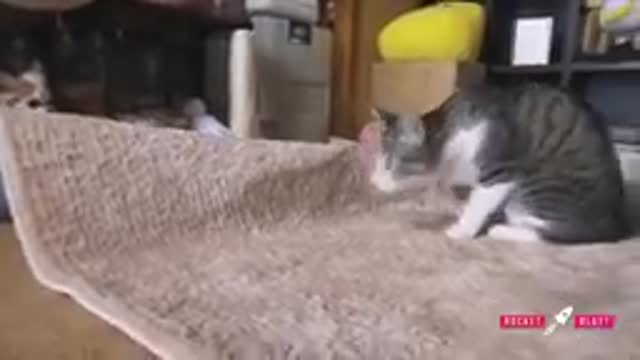 funy cat dancing