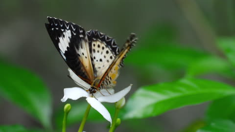 "Fluttering Beauty: A Visual Ode to Flowers and Butterflies"