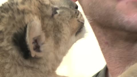 Baby Lion Kisses