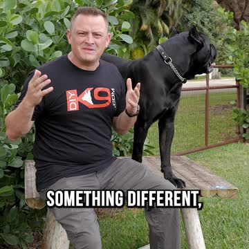 Why I chose a Cane Corso