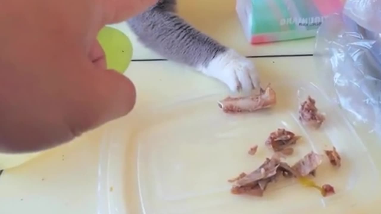 Try not to laugh 😂😂 #animals #cat #cats #catsoftiktok #viral #funnycat #funnyvideos #funnyvideo #funny #fun #for #viral #fyp #fy #fypシ #foryou #trending #fail #failarmy #😂😂😂 #😂
