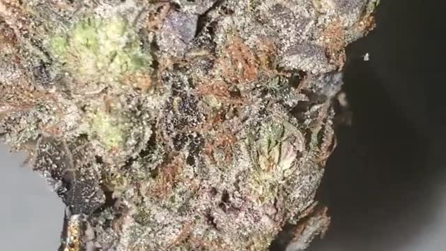 KUSH KORPORATION RATINGS