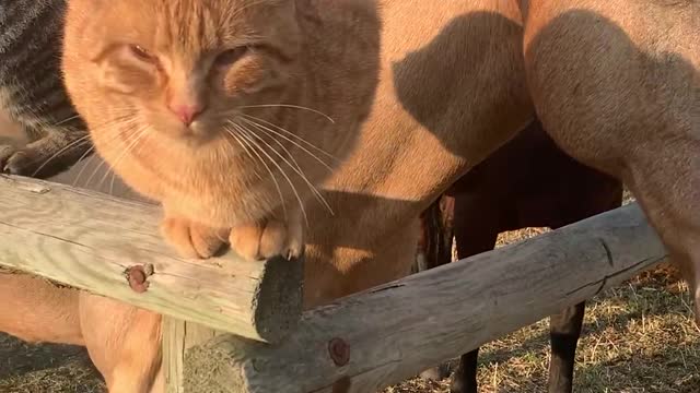 Cuddling Cats Hang Out with Horse