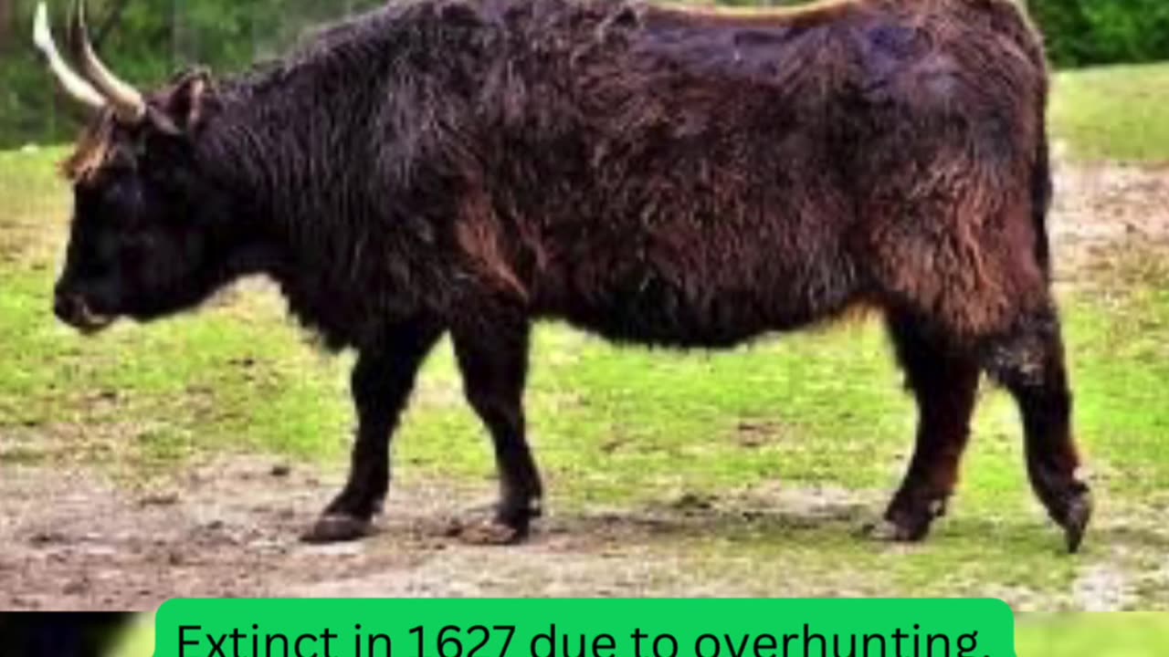 Animals that were Extinct that you may not know of